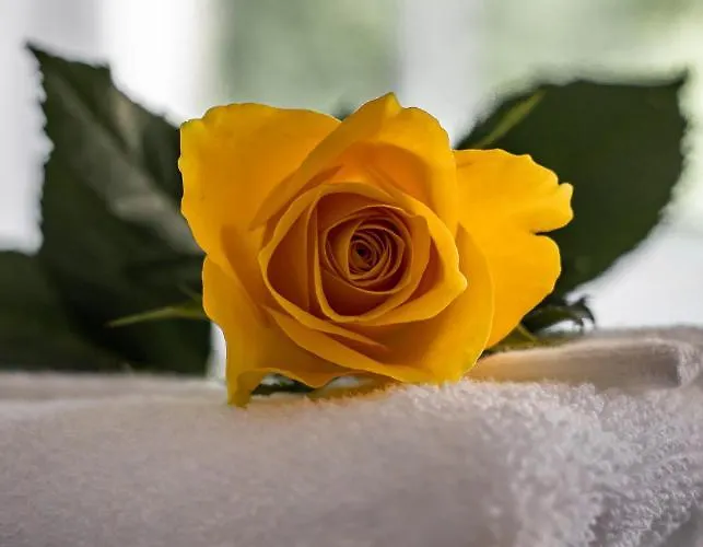 Guest house Scotia House - Beautifully Presented Harrogate