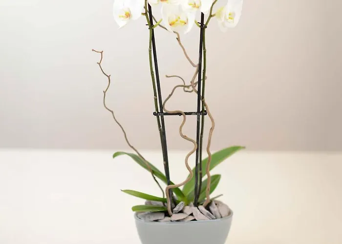 Gasthof Scotia House - Beautifully Presented Harrogate